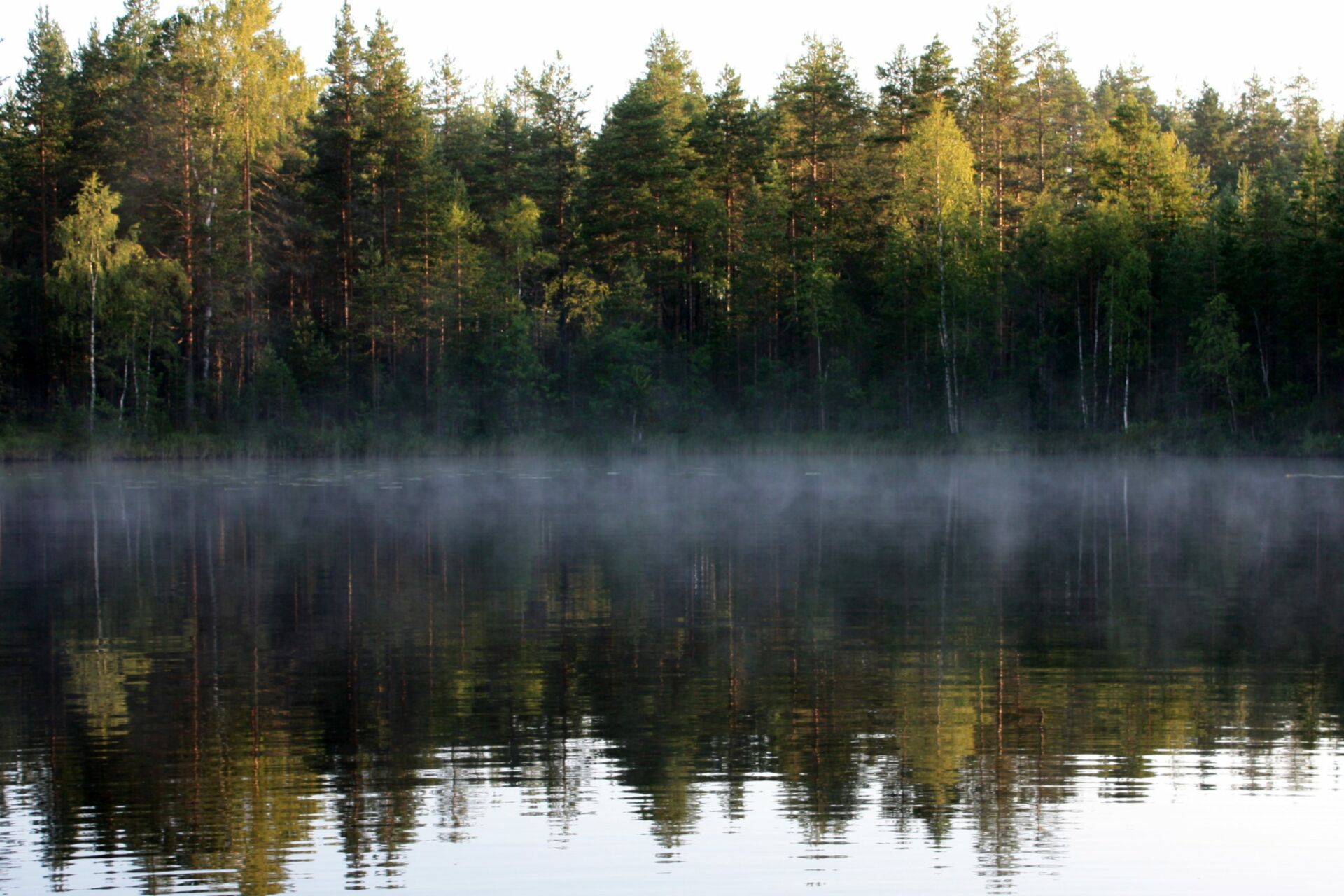 Kesäinen ja hieman usvainen aamu lammen rannalla. Vastarannan puut heijastuvat lammen tyyneen pintaan